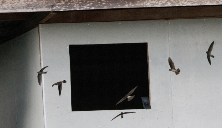 Burung Walet Punya Kembaran? : Aneka Ragam Spesies Burung Walet ...