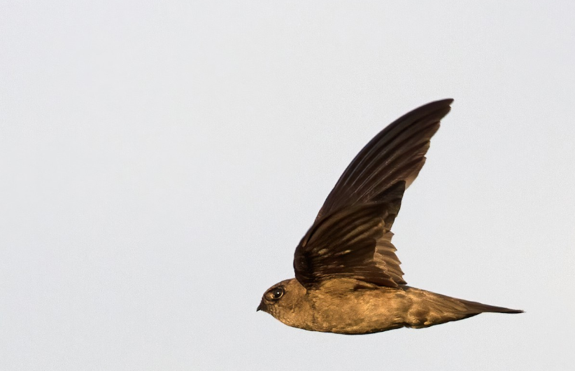 burung walet sarang putih