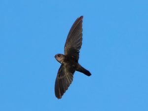 Morfologi tubuh burung sarang hitam