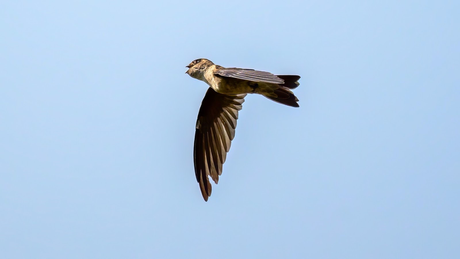 burung walet berburu serangga