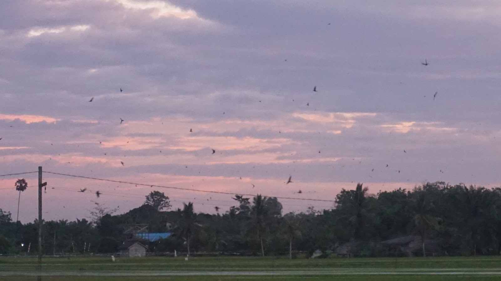 burung walet saat senja