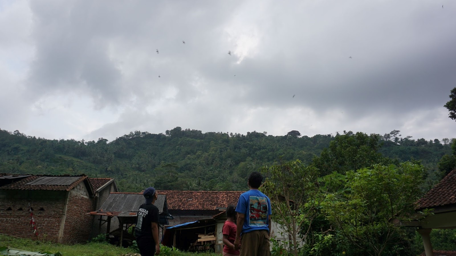 pengamatan populasi burung