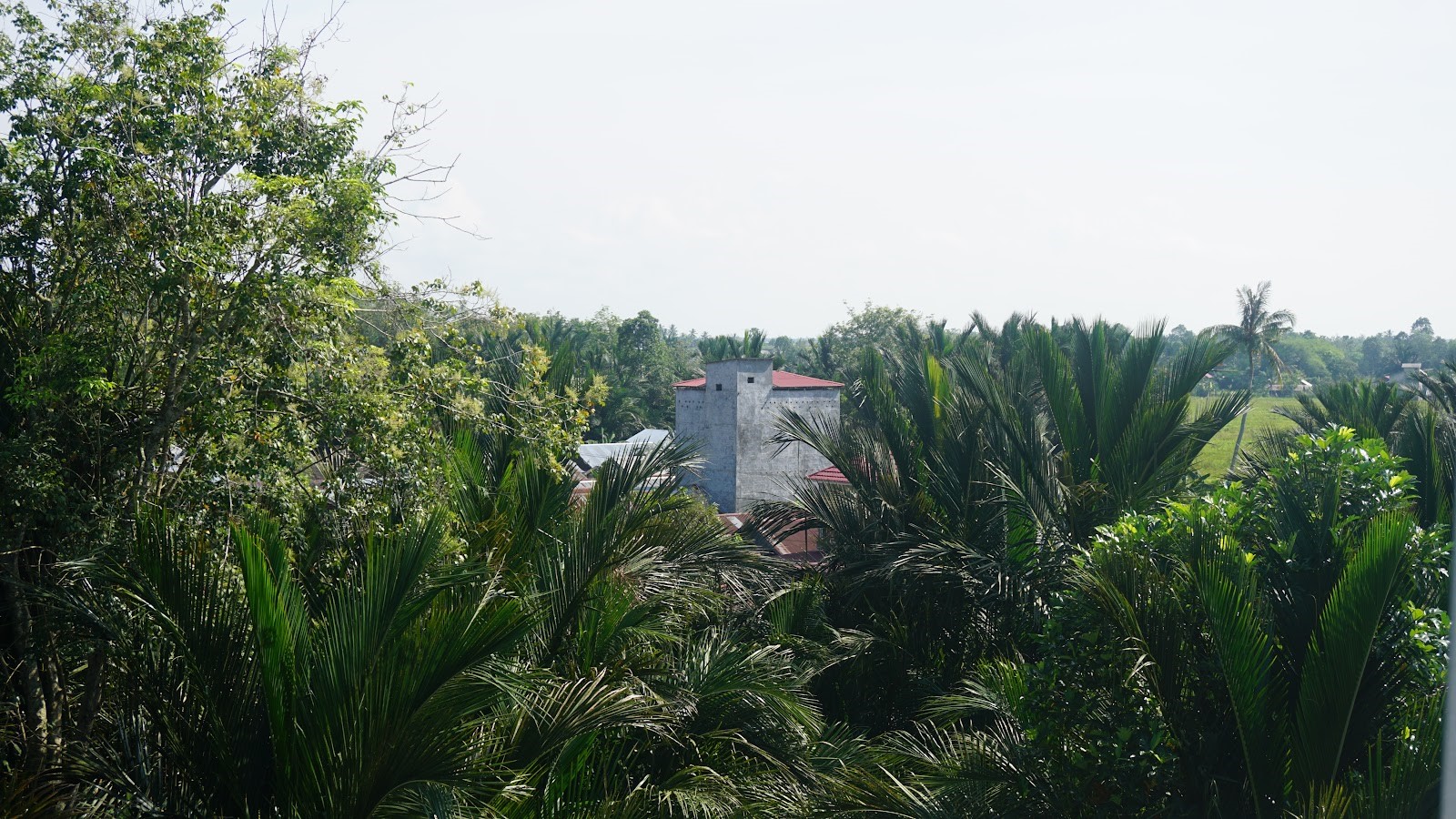 rumah burung walet di hutan