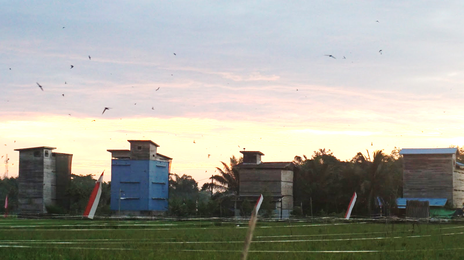 rumah burung walet di sawah