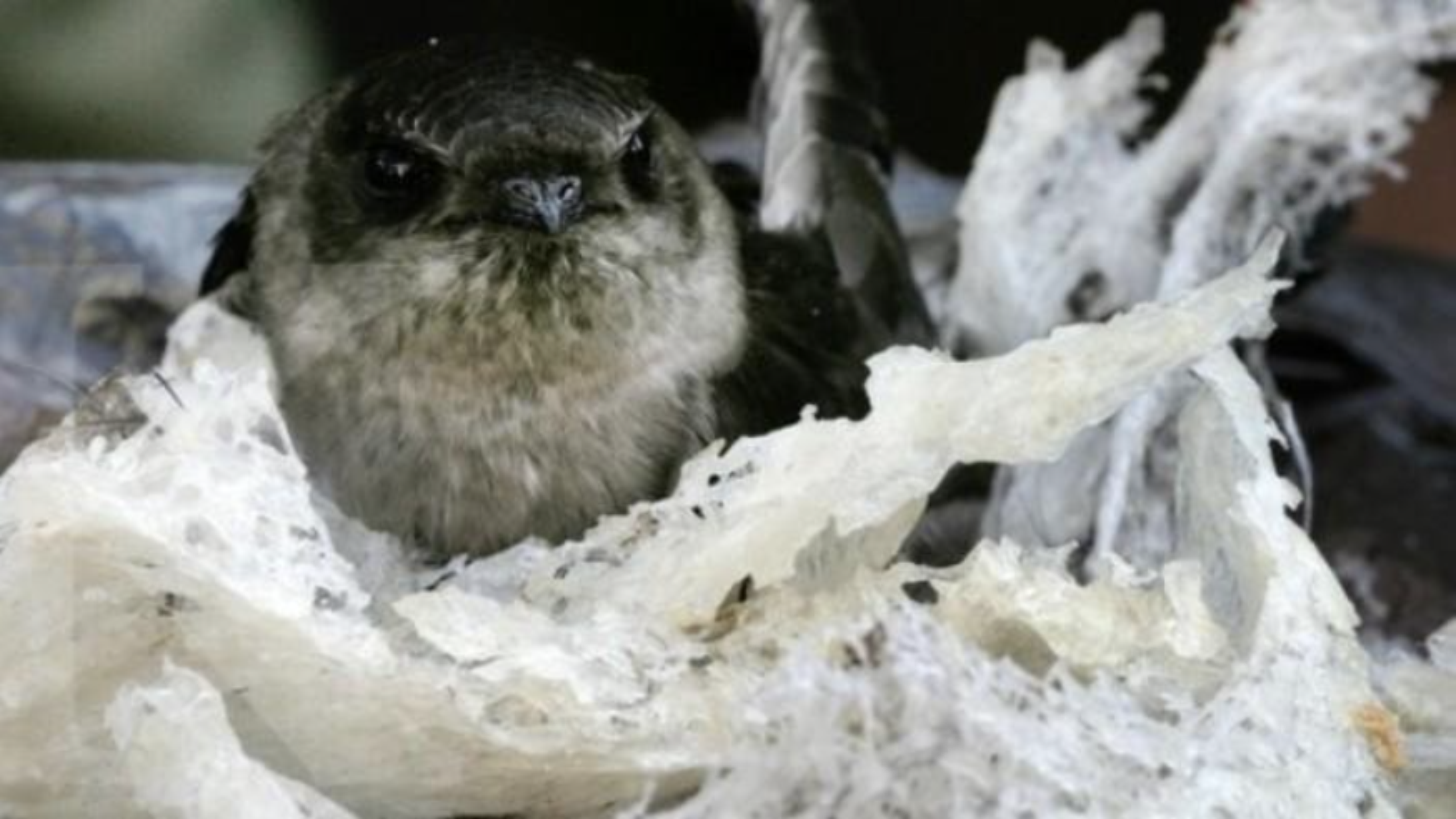 sarang burung walet baru