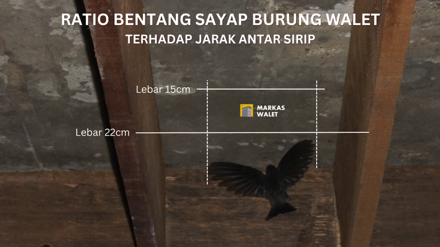 Ratio Bentang Sayap Burung Walet terhadap Jarak Antar Sirip